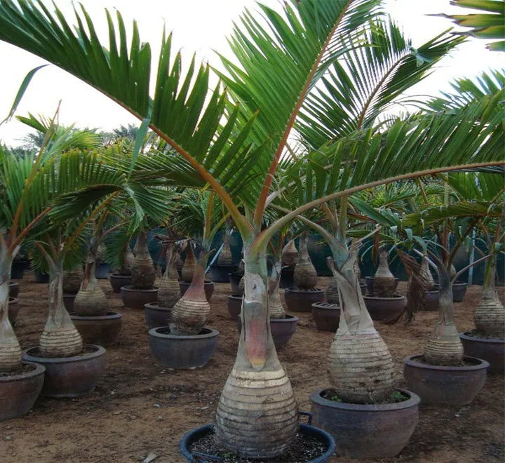 Bottle Palm