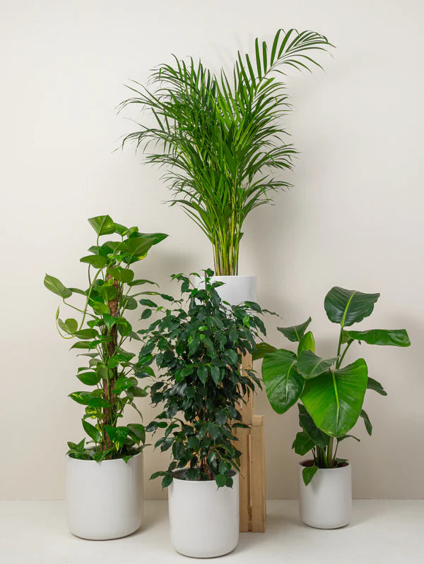Tropical Oasis (Areca Palm | Money Plant | Bird of Paradise | Ficus Benjamina)