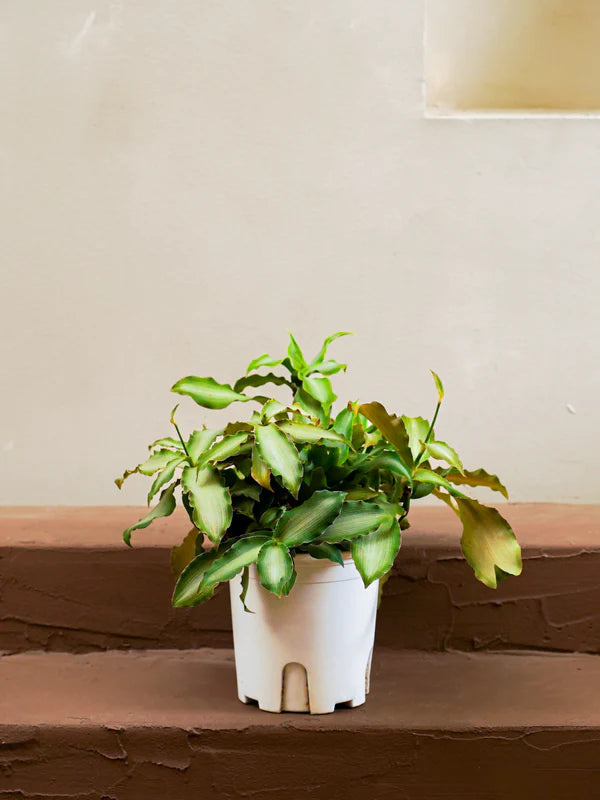 Bright Star (Murdannia loriformis)