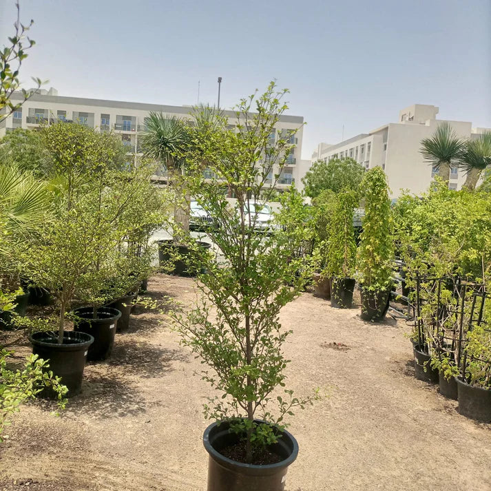 Bucida Buceras (Black olive | Shady lady)