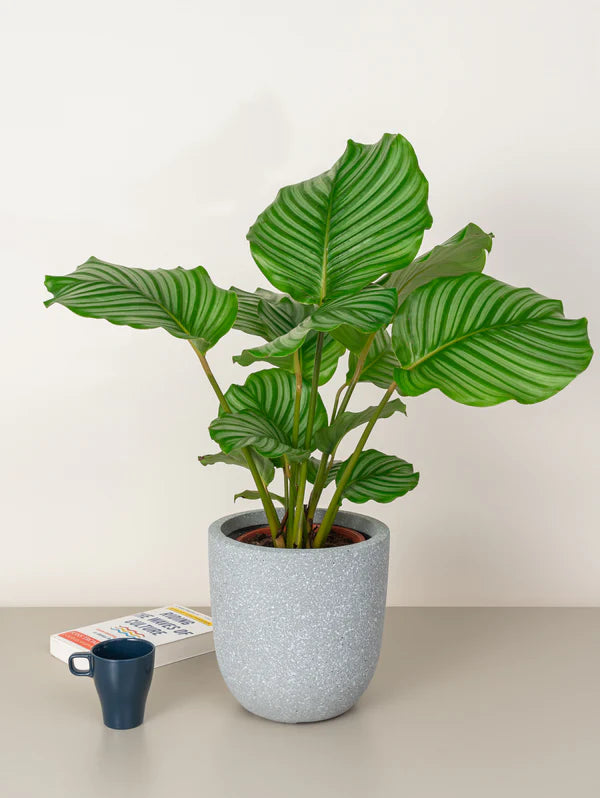 Calathea &