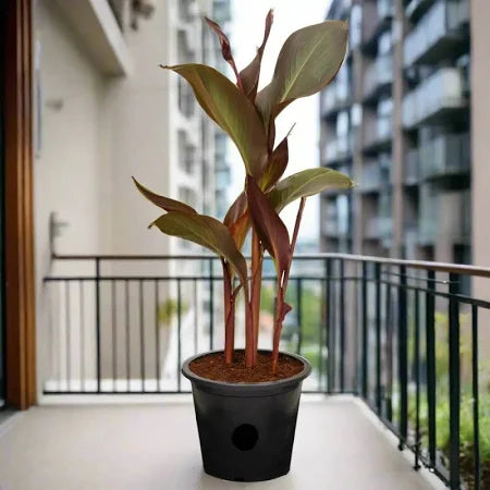 Canna Lily Green and Red / Canna spp.