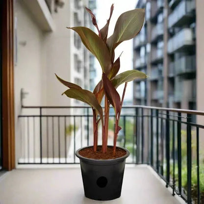 Canna Lily Green and Red / Canna spp.