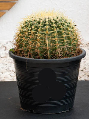 Golden Barrel Cactus (Echinocactus Grusonii)