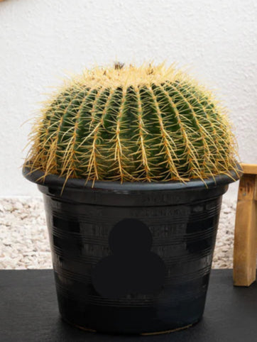 Golden Barrel Cactus (Echinocactus Grusonii)