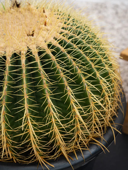 Golden Barrel Cactus (Echinocactus Grusonii)