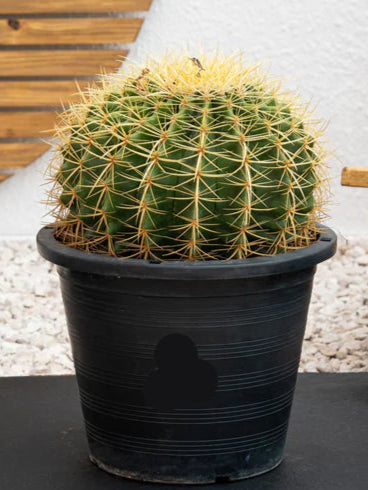 Golden Barrel Cactus (Echinocactus Grusonii)