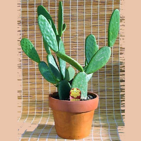 Pricky Pear cactus/Opuntia