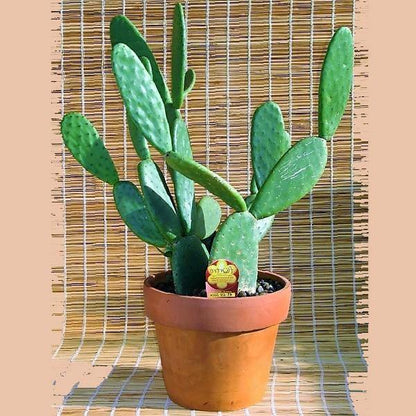 Pricky Pear cactus/Opuntia