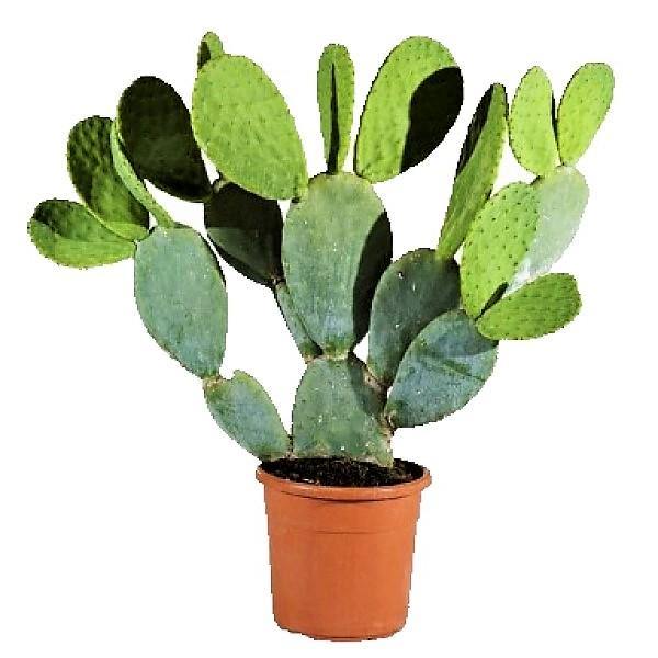 Pricky Pear cactus/Opuntia