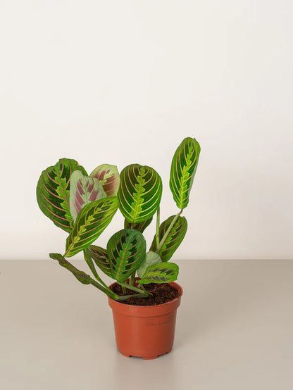 Prayer plant/Calathea Maranta / /Maranta leuconeura