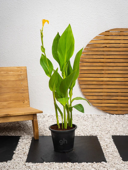 Canna Lily Green and Red / Canna spp.