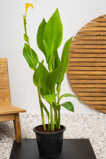 Canna Green (Canna Indica)
