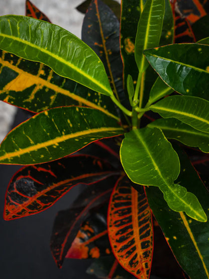 Croton Outdoor (Codiaeum Variegatum)