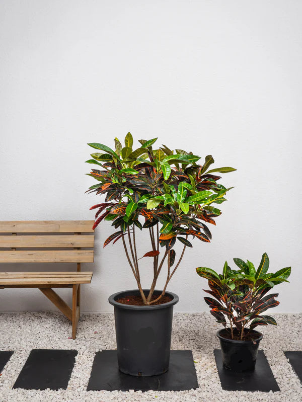 Croton Outdoor (Codiaeum Variegatum)