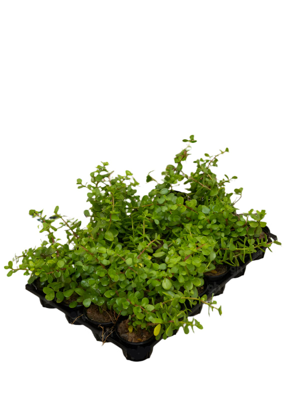 Natal Plum (Carissa Grandiflora)