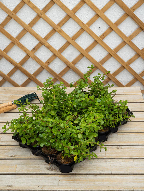 Natal Plum (Carissa Grandiflora)