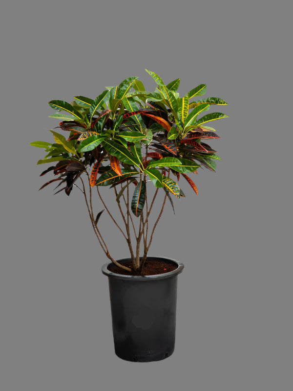Croton Outdoor (Codiaeum Variegatum)