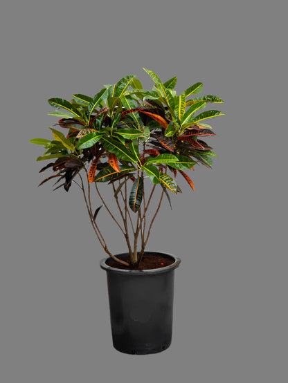 Croton Outdoor (Codiaeum Variegatum)