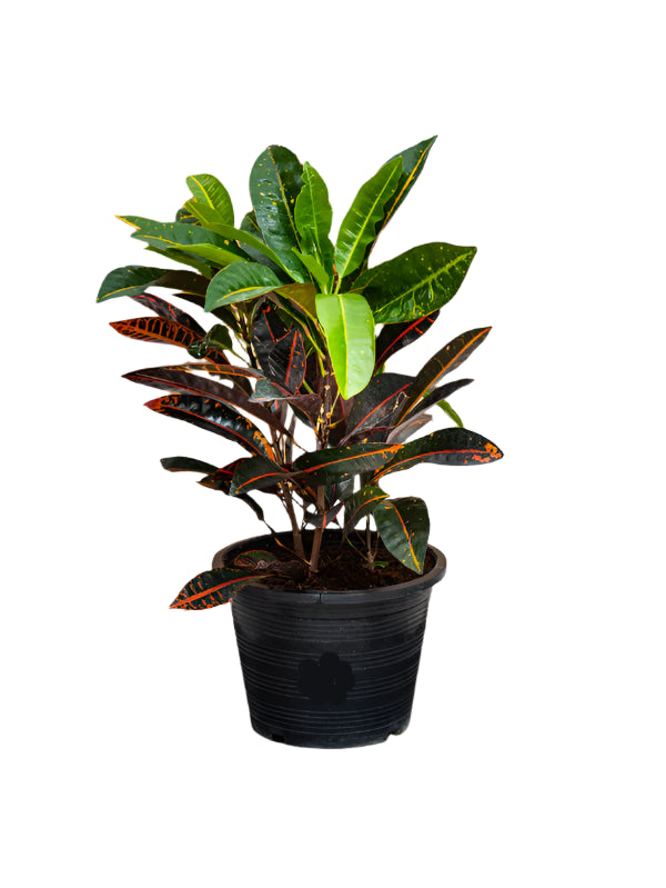 Croton Outdoor (Codiaeum Variegatum)