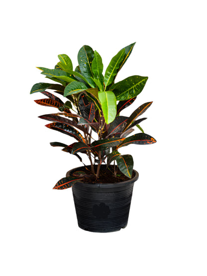 Croton Outdoor (Codiaeum Variegatum)