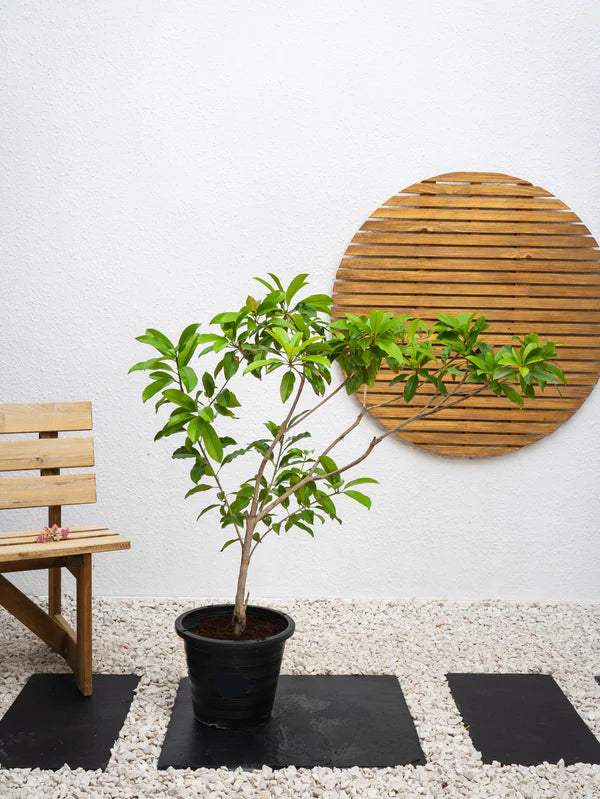 Chickoo Tree (Manilkara zapota)