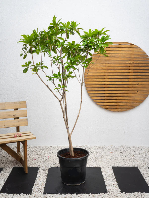 Chickoo Tree (Manilkara zapota)