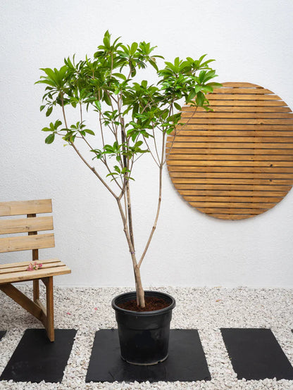 Chickoo Tree (Manilkara zapota)