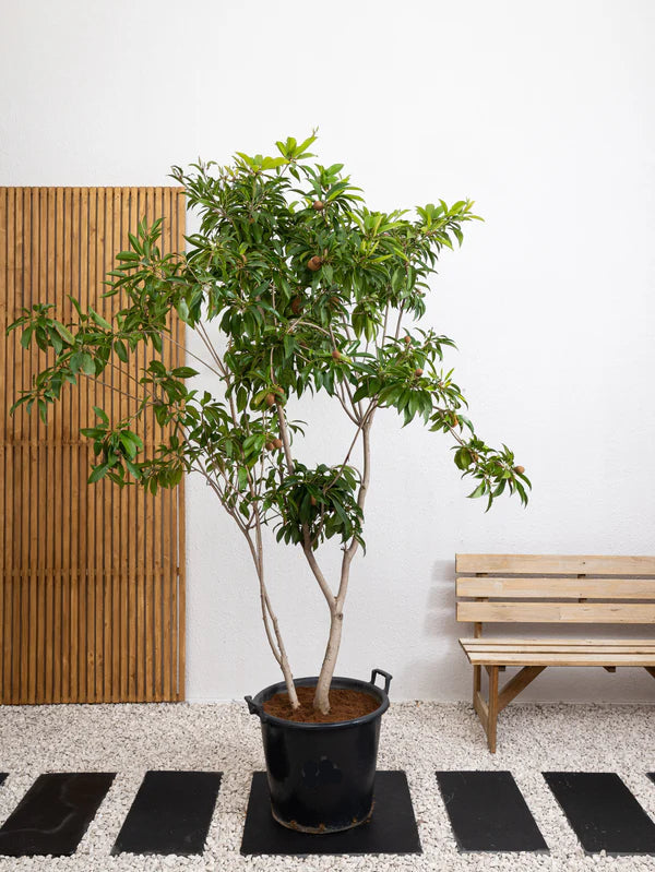 Chickoo Tree (Manilkara zapota)