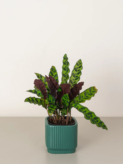 Calathea Lancifolia