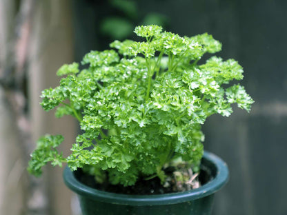 Parsley / Petroselinum crispum