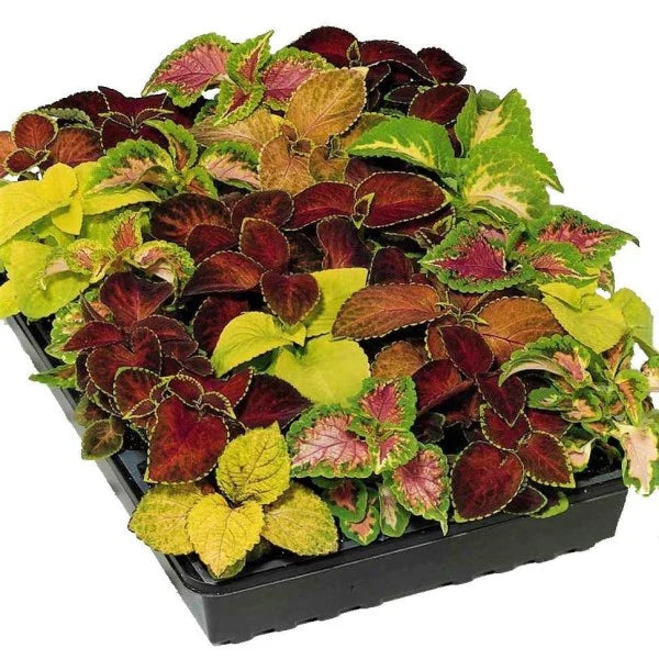 Coleus/Coleus scutellarioides