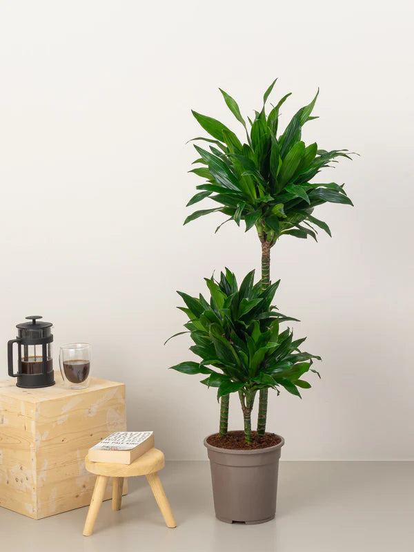 Dracaena Compacta