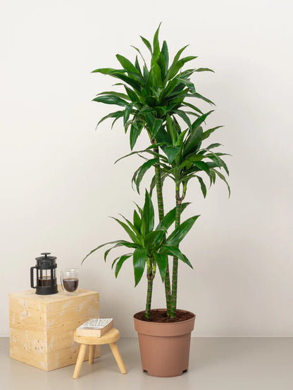 Dracaena Compacta