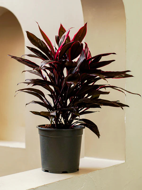 Cordyline (Cordyline fruticosa)