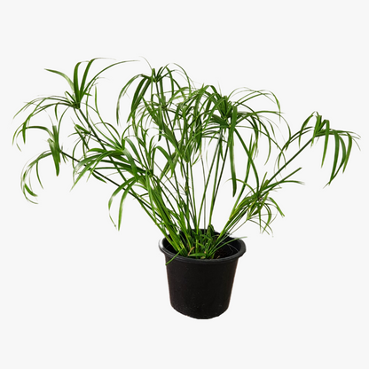 Cyperus Plant