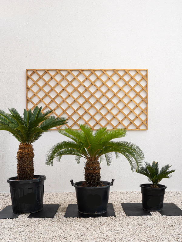 Cycus (Cycas revoluta) Sogo palm