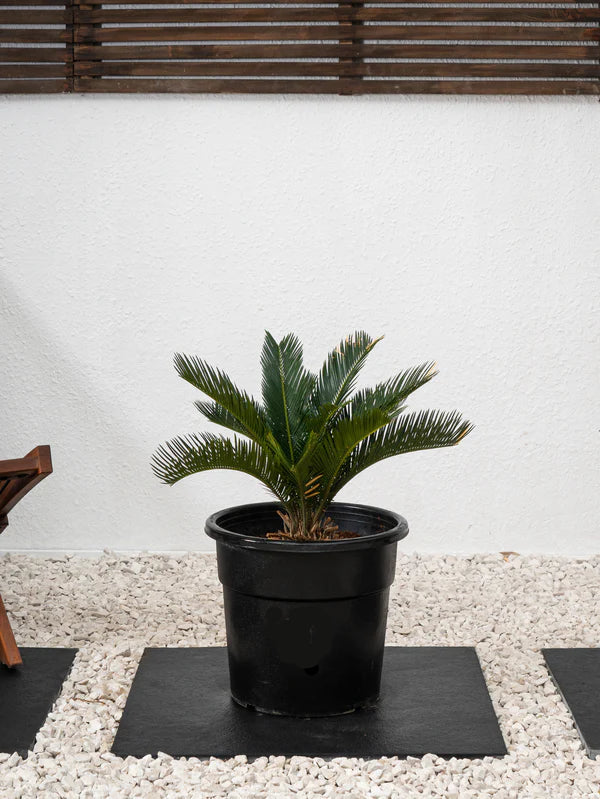 Cycus (Cycas revoluta) Sogo palm