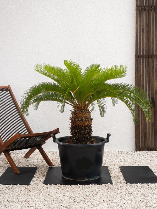 Cycus (Cycas revoluta) Sogo palm