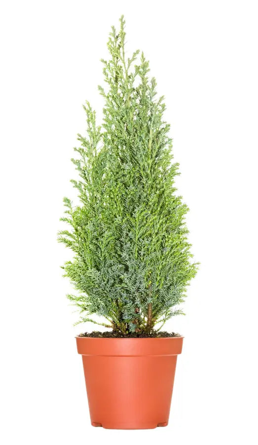 Cypress