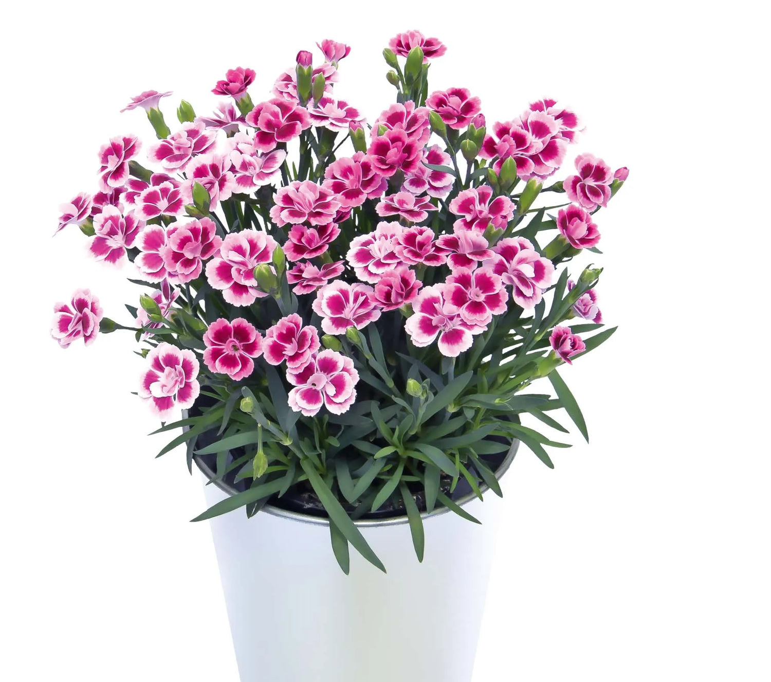Dianthus