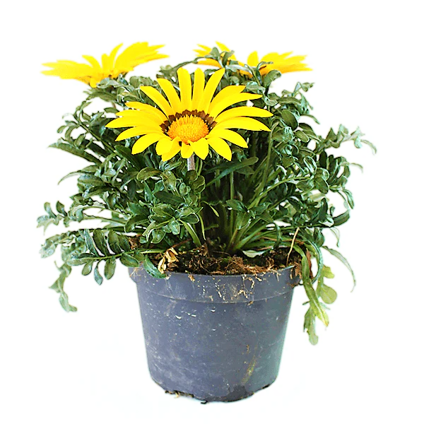 Gazania