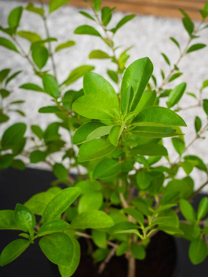 Dumdum (Clerodendrum Inerme)