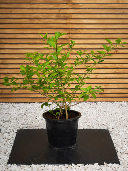 Dumdum (Clerodendrum Inerme)