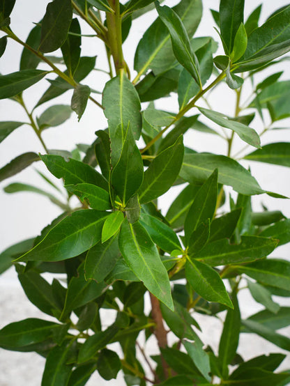 Damas (Conocarpus Erectus)