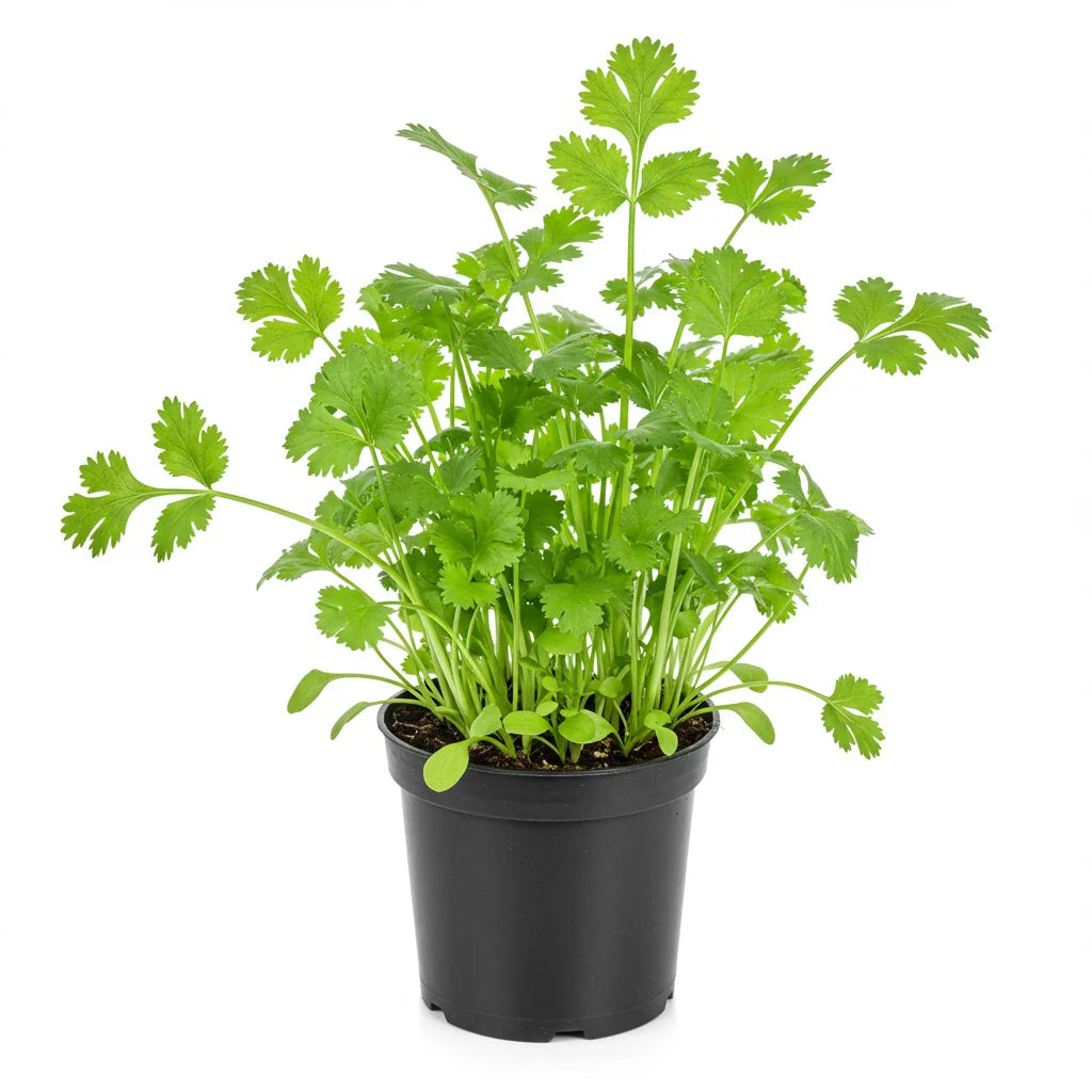 Coriander