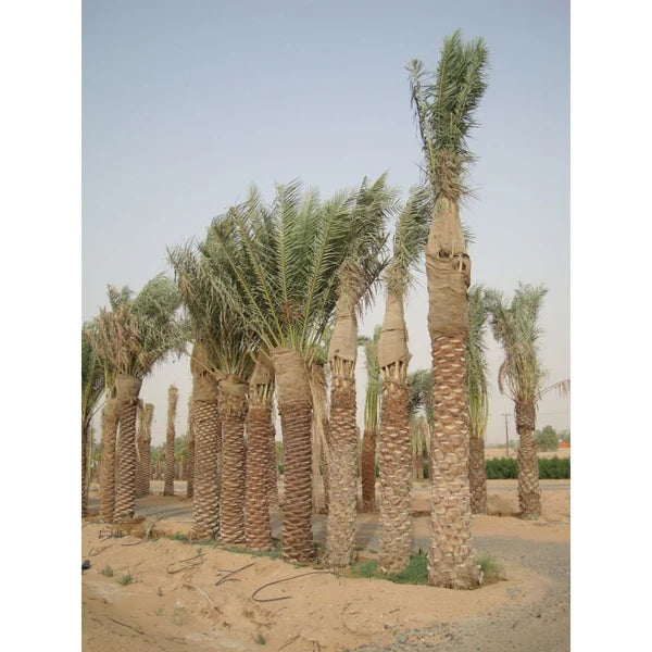 Date Palm (Phoenix Dactylifera)