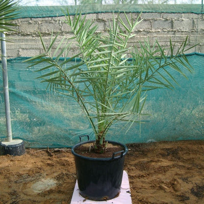 Date Palm (Phoenix Dactylifera)