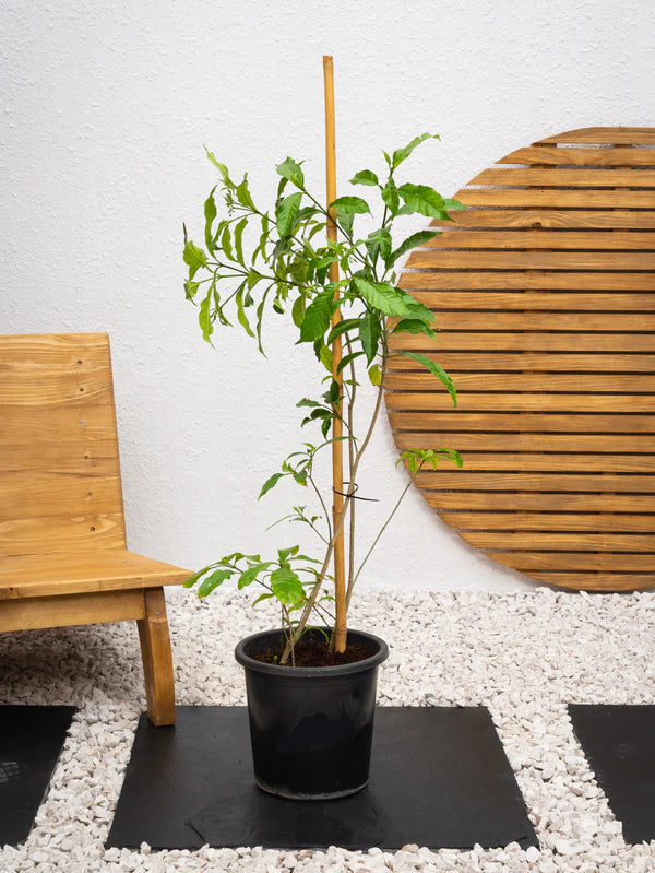 Day King (Cestrum Diurnum)