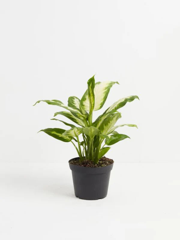 Dieffenbachia Camilla